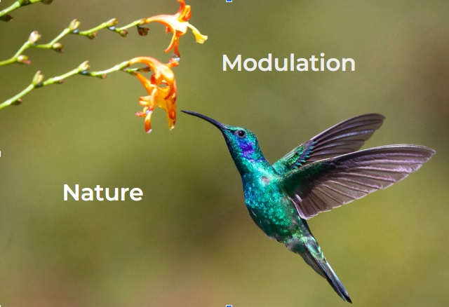 Hummingbird hovering near a flower, illustrating natural electric field modulation through wing movement.